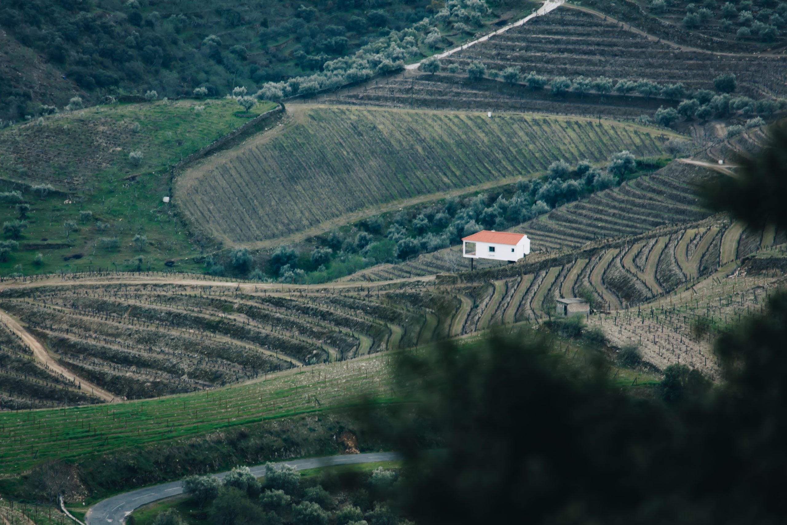4f5c6602-1bc8-5a64-8daa-c06f3a0d733a-scaled Serviço De Aconselhamento Agrícola e Florestal (SAAF)