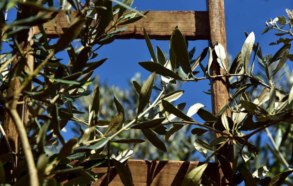 ulleo-wooden-ladder-3803017_1920-1024x651 Galeria